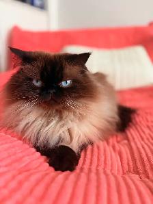 4 Year Old Male Cat - Photo 3