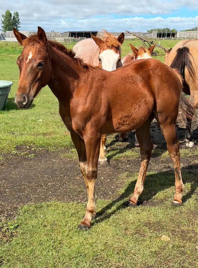 2026 FILLY