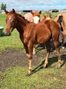 2026 FILLY