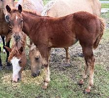 2026 FILLY - Photo 2