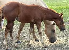 2026 FILLY - Photo 3
