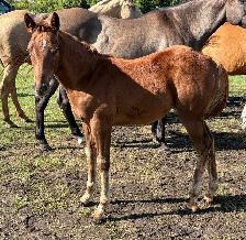 2026 FILLY - Photo 4