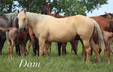 2026 FILLY - Photo 5