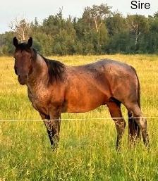 2026 FILLY - Photo 7