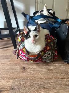 Free Year Old Cat