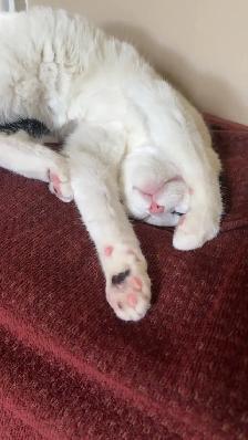 Free Year Old Cat - Photo 2