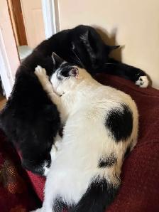 Free Year Old Cat - Photo 3
