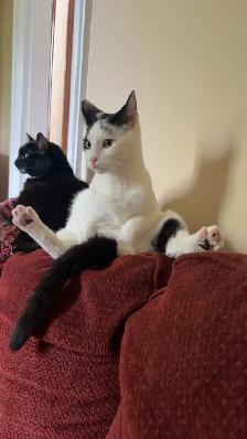 Free Year Old Cat - Photo 4