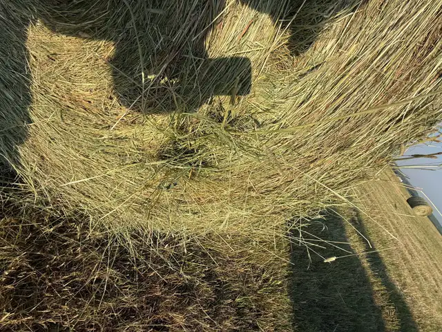 Soft Grass Hay