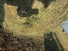 Soft Grass Hay