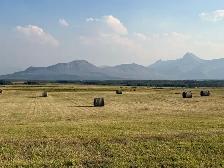 Soft Grass Hay - Photo 2
