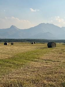 Soft Grass Hay - Photo 3