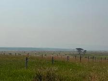 Soft Grass Hay - Photo 4