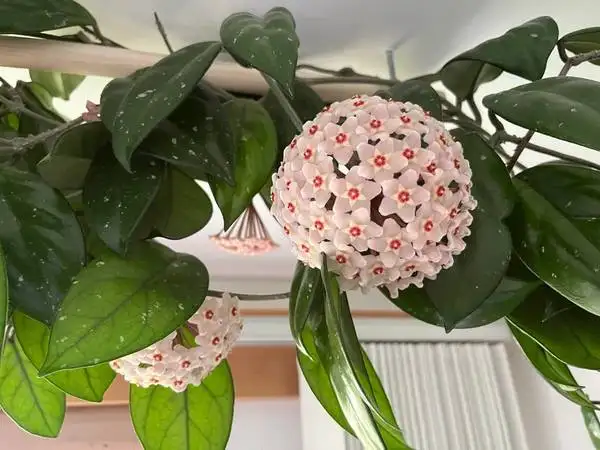 Aechmea/Clivia / Cactus/ Hoya Carnosa