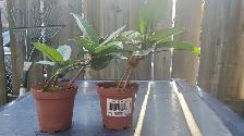 Aechmea/Clivia / Cactus/ Hoya Carnosa - Photo 2