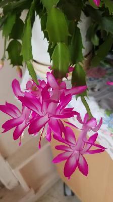 Aechmea/Clivia / Cactus/ Hoya Carnosa - Photo 3