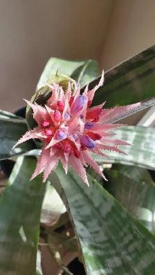 Aechmea/Clivia / Cactus/ Hoya Carnosa - Photo 4
