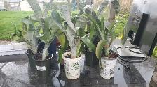 Aechmea/Clivia / Cactus/ Hoya Carnosa - Photo 5