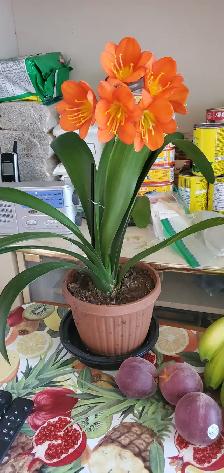 Aechmea/Clivia / Cactus/ Hoya Carnosa - Photo 6
