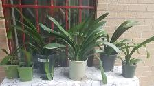 Aechmea/Clivia / Cactus/ Hoya Carnosa - Photo 7
