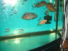 MOVING SALE LARGE FILTER $80 , 3 TEXAS FISH  $100