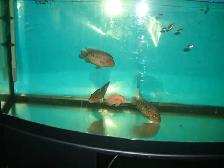 MOVING SALE LARGE FILTER $80 , 3 TEXAS FISH  $100 - Photo 2