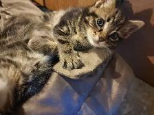 Kittens Looking for Loving Homes