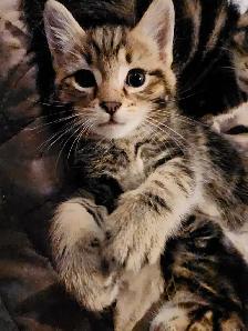 Kittens Looking for Loving Homes - Photo 2