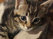 Kittens Looking for Loving Homes - Photo 3