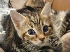 Kittens Looking for Loving Homes - Photo 4