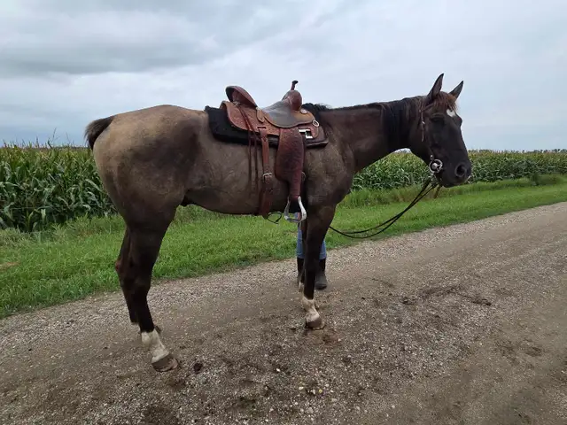 8 yr old Grullo Gelding