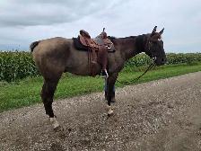 8 yr old Grullo Gelding
