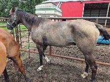 8 yr old Grullo Gelding - Photo 2