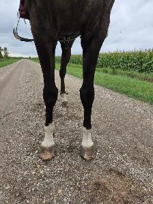 8 yr old Grullo Gelding - Photo 3