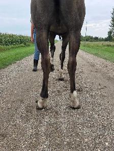 8 yr old Grullo Gelding - Photo 4