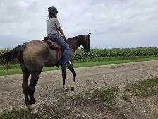 8 yr old Grullo Gelding - Photo 5