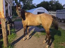 8 yr old Grullo Gelding - Photo 6