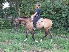 8 yr old Grullo Gelding - Photo 7