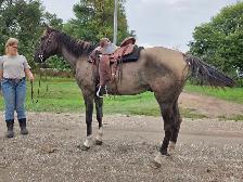 8 yr old Grullo Gelding - Photo 8