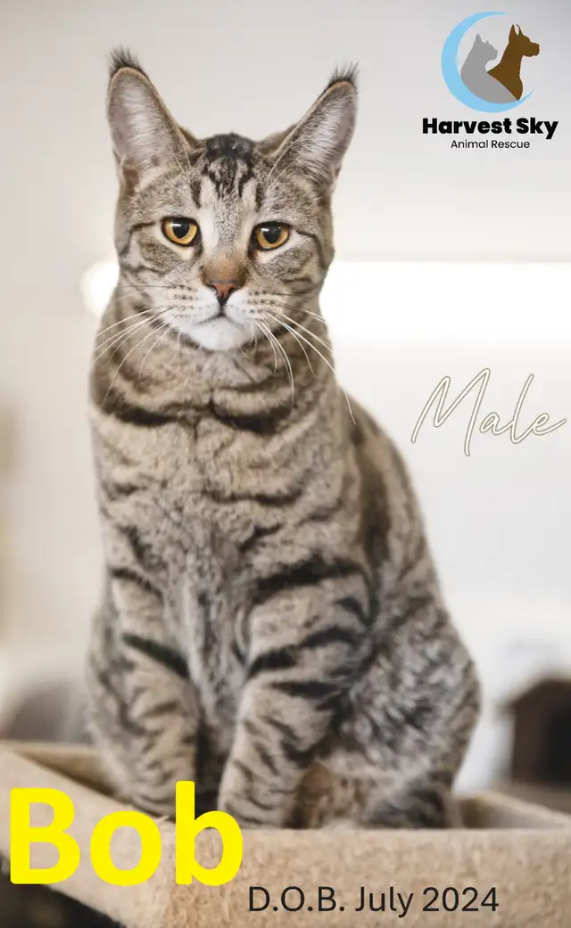6 CATS WITH REDUCED ADOPTION FEES - HARVEST SKY ANIMAL RESCUE