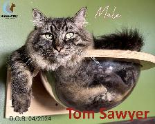 6 CATS WITH REDUCED ADOPTION FEES - HARVEST SKY ANIMAL RESCUE - Photo 2