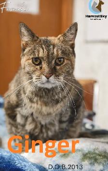 6 CATS WITH REDUCED ADOPTION FEES - HARVEST SKY ANIMAL RESCUE - Photo 3