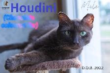 6 CATS WITH REDUCED ADOPTION FEES - HARVEST SKY ANIMAL RESCUE - Photo 4