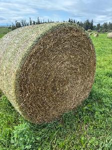 Cow Hay.