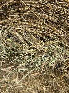 Cow Hay. - Photo 2