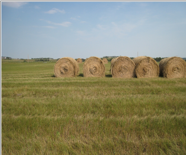 All Grass Hay for Sale