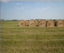 All Grass Hay for Sale