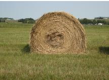 All Grass Hay for Sale - Photo 2