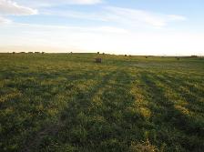 Hay For Sale