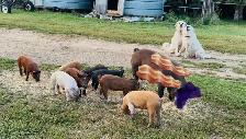 Ready To Go Piglets